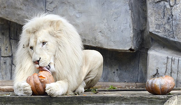 Un lion blanc « végétarien » savoure un potiron