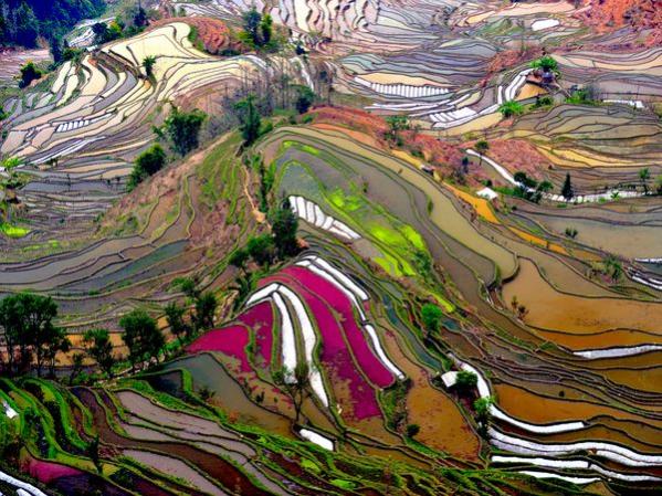 Rizières colorées au Yunnan, en Chine
