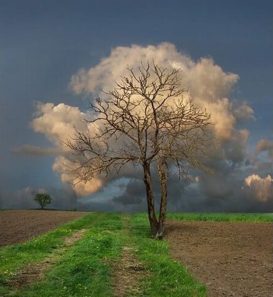 L’arbre nuage de Zen
